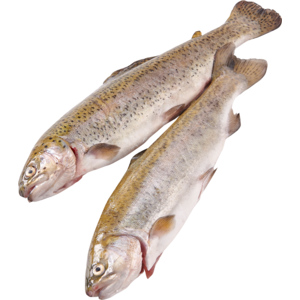 Origine Forelle, weiss, ausgenommen, 4 Stück, ca. 300 - 400 g, ca. 1.5 kg Origine Forelle, weiss, ausgenommen, 4 Stück, ca. 300 - 400 g, ca. 1.5 kg
