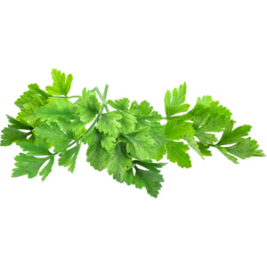 Maggikraut/Liebstöckel, 1 kg Maggikraut/Liebstöckel, 1 kg