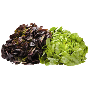 Salade feuille de chêne rouge / verte mélangés, Suisse, 8 pc