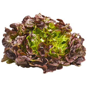 Eichblattsalat rot Schweiz, 8 St Eichblattsalat rot Schweiz, 8 St