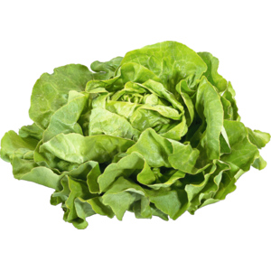 Kopfsalat Schweiz, 8 St Kopfsalat Schweiz, 8 St