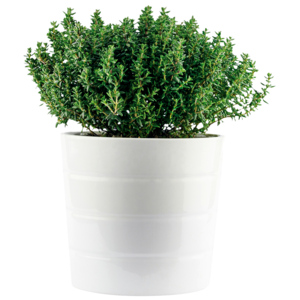 Bio Thymian im Topf, 6 St. Bio Thymian im Topf, 6 St.