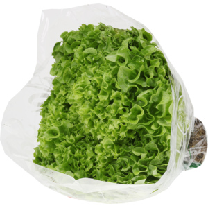 Batavia Salat Hydro, einzeln, ca. 360 g Batavia Salat Hydro, einzeln, ca. 360 g