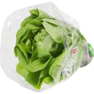 Kopfsalat Hydro einzeln, mind. 250 g Kopfsalat Hydro einzeln, mind. 250 g