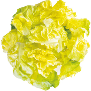 KM Bio Kopfsalat Handgerüstet, 500 g KM Bio Kopfsalat Handgerüstet, 500 g