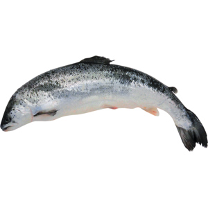 Label Rouge Lachs 5-6kg SCO
