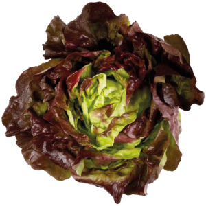 Kopfsalat rot, einzeln, mind. 250 g Kopfsalat rot, einzeln, mind. 250 g