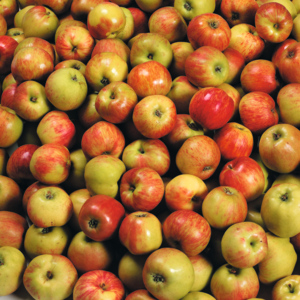 Apfel Gravensteiner Klasse I, 6 St Apfel Gravensteiner Klasse I, 6 St
