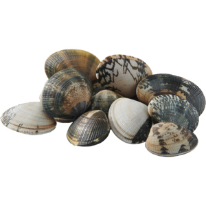 Vongole veraci super, 1 kg Vongole veraci super, 1 kg