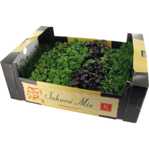 Sakura Kresse Mix 6 Sorten, 18 St Sakura Kresse Mix 6 Sorten, 18 St