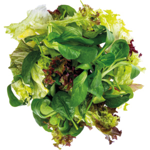 KM Bio Mischsalat Saison 40 mm, 1 kg