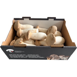 Eryngii/Kräuterseitling, frisch, 1 kg