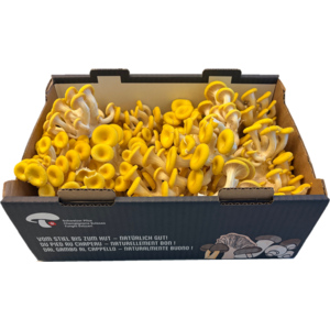 Gelbe Austernseitlinge / Pleurotus, frisch, 800 g Gelbe Austernseitlinge / Pleurotus, frisch, 800 g