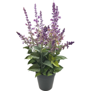 Salvia im Topf, ⌀ 20 cm Salvia im Topf, ⌀ 20 cm