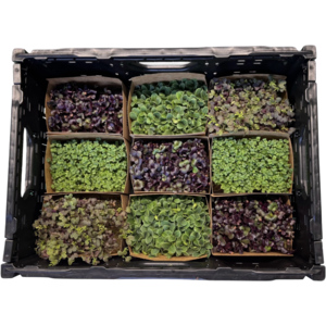 Umami Microgreens Sakura Kresse Mix, 9 Stück