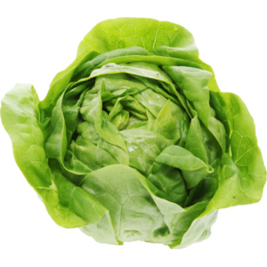 Hydro Kopfsalat Herzen, 12 Stück