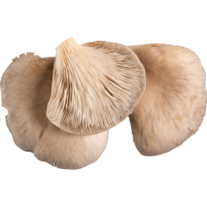 Austernseitlinge / Pleurotus, frisch, 700 g
