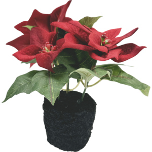 Poinsettie im Topf, 16 cm