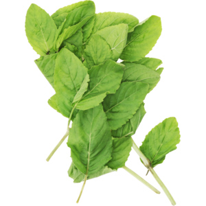 Basilikum scharf "Grapau", 150 g Basilikum scharf "Grapau", 150 g