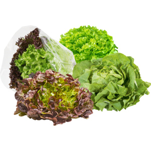 Blattsalat Mix Schweiz Hydro, 8 St Blattsalat Mix Schweiz Hydro, 8 St