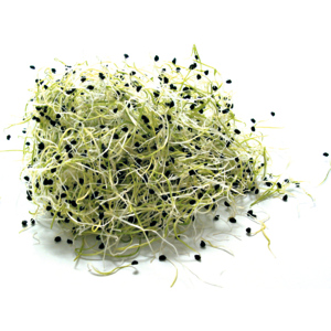 Zwiebelkeimlinge, 100 g Zwiebelkeimlinge, 100 g
