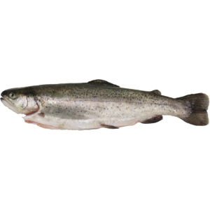 Quality Forelle, ausgenommen, ca. 200 - 300 g Quality Forelle, ausgenommen, ca. 200 - 300 g